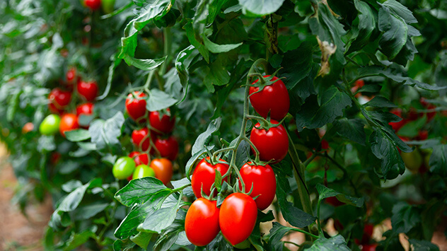 tomaten ratgeber header m